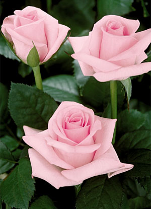 Роза Титаник