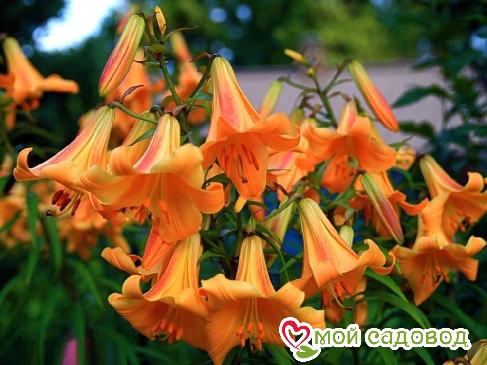 Лилия трубчатая Африкан Квин