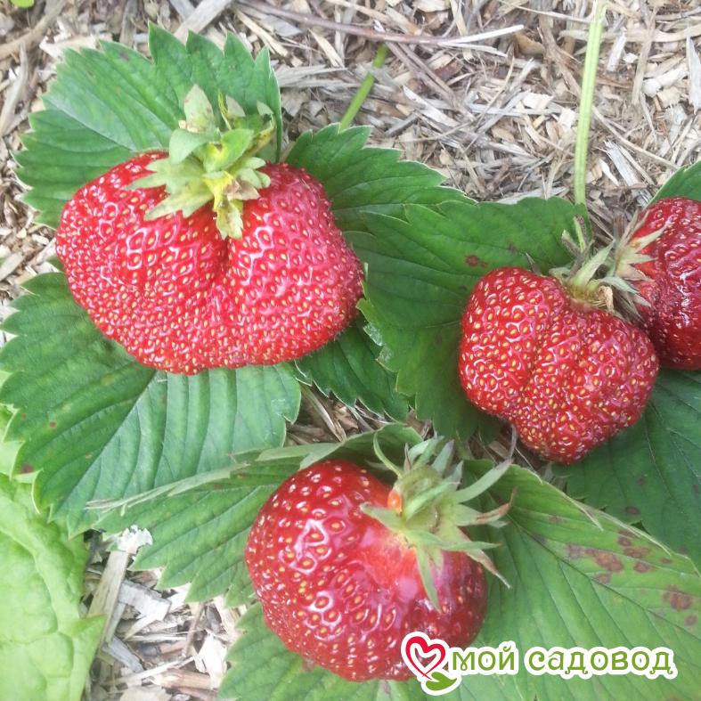 Клубника Фестивальная (крупноплодная) ЗКС С1