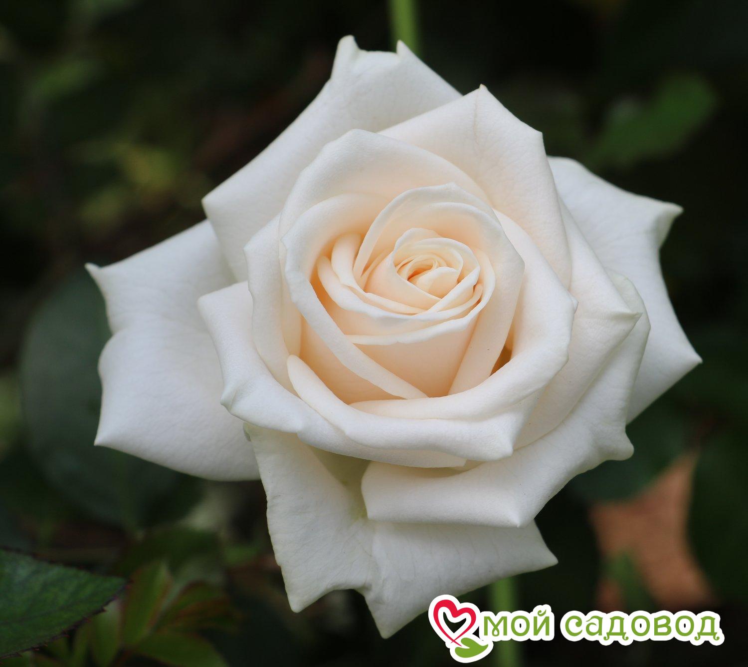 Роза чайно-гибридная Венделла