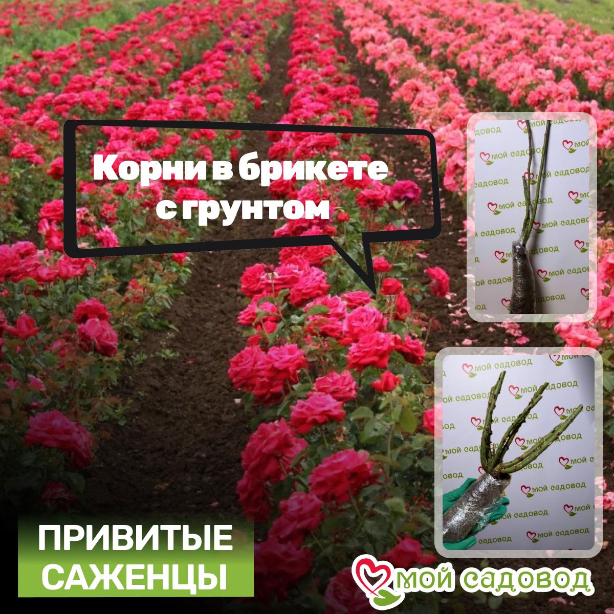 Роза Анжела Риппон