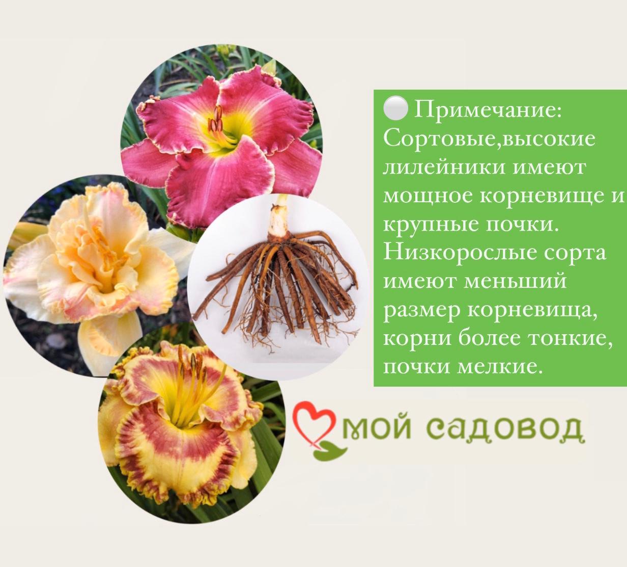 ЛИЛЕЙНИК ГИБРИД АЛАКВА / ALAQUA