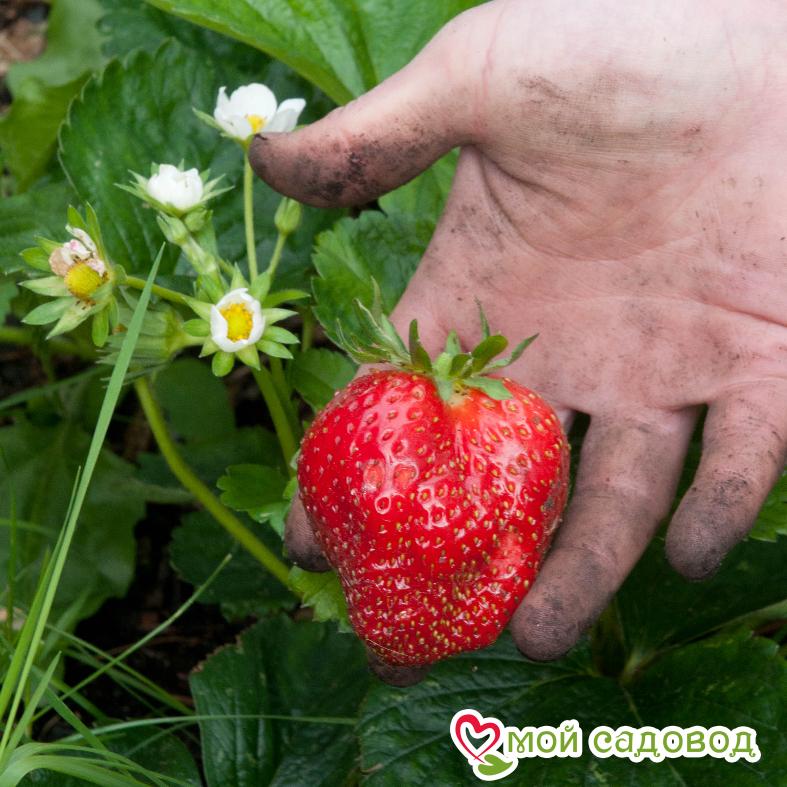 Клубника Лорд