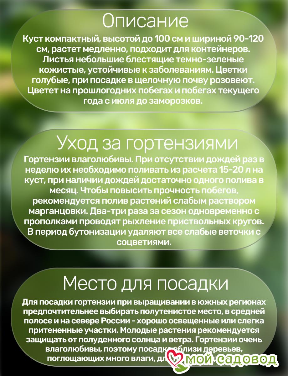 Гортензия крупнолистная Кларисса ЗКС